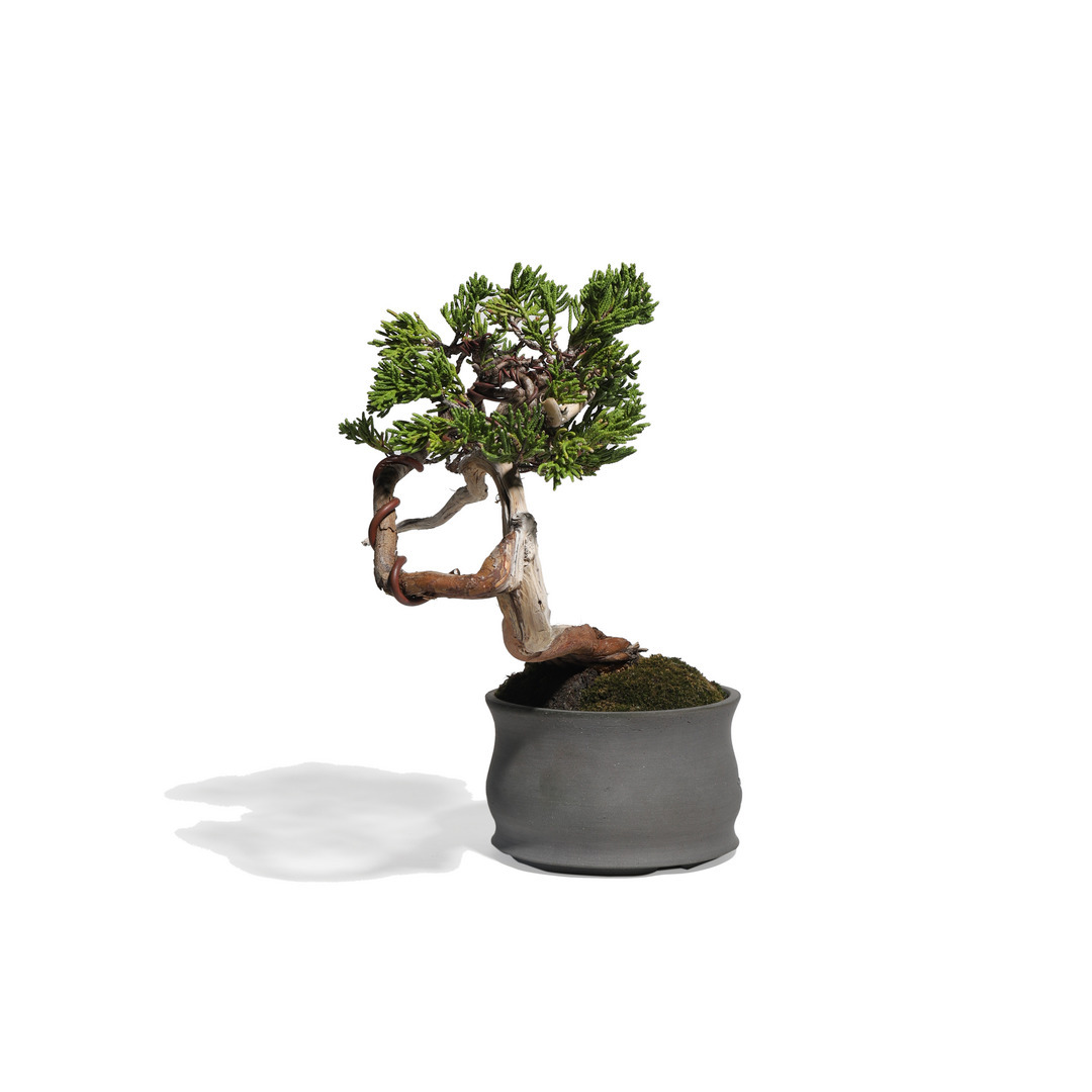 大品 赤松盆栽】真柏… ⭕樹高68㎝迫力満点の古木❗ 真