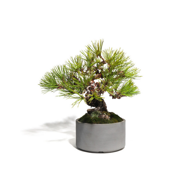 赤松 -Japanese red pine- （推定樹齢40年）-M0010-｜TRADMAN