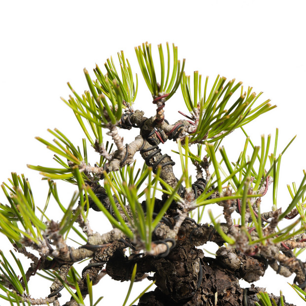 黒松 -Japanese black pine- （推定樹齢40年）-M0007-｜TRADMAN