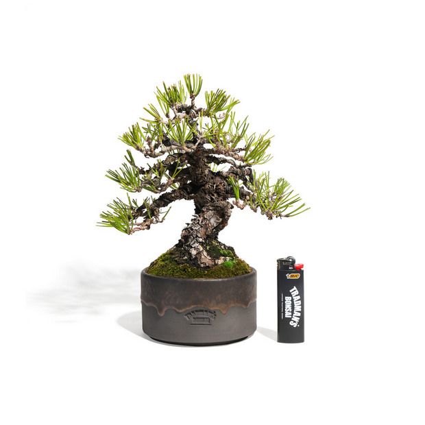 黒松 -Japanese black pine- （推定樹齢40年）-M0007-｜TRADMAN