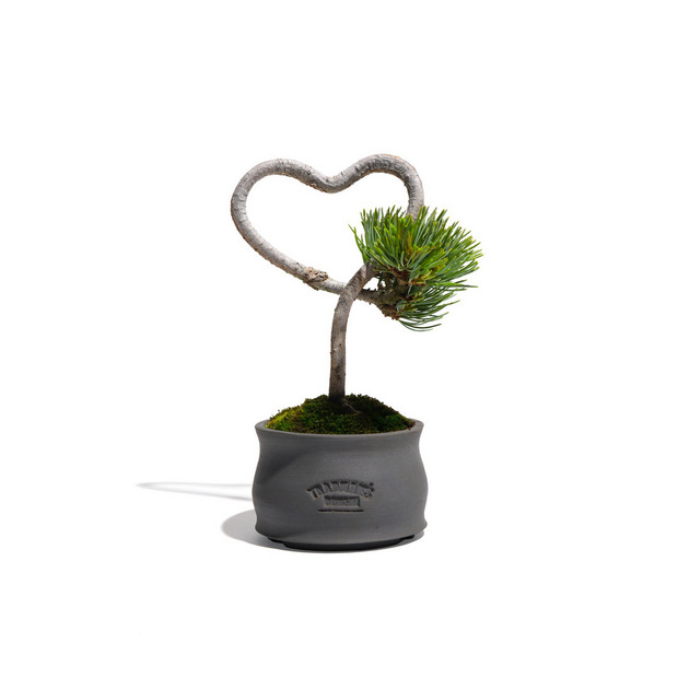 TRADMAN'S BONSAI ONLINE STORE
