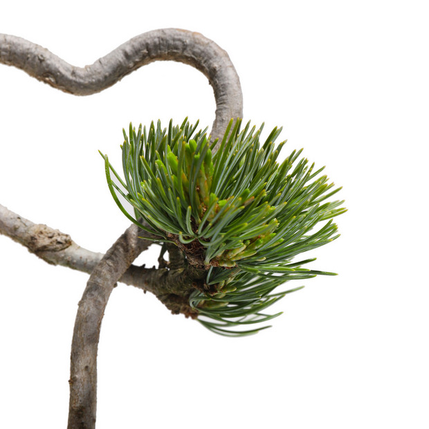 【HEART-SHAPED BONSAI】- 五葉松 - AM0001 詳細画像