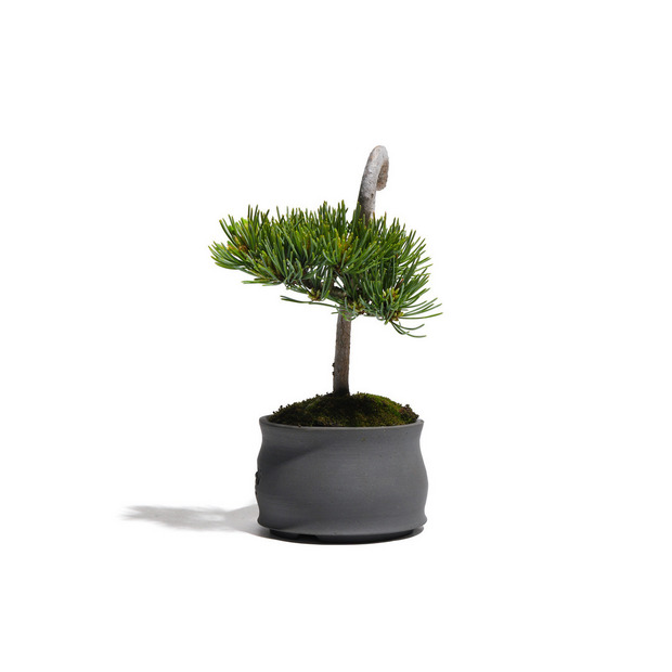 【HEART-SHAPED BONSAI】- 五葉松 - AM0001 詳細画像