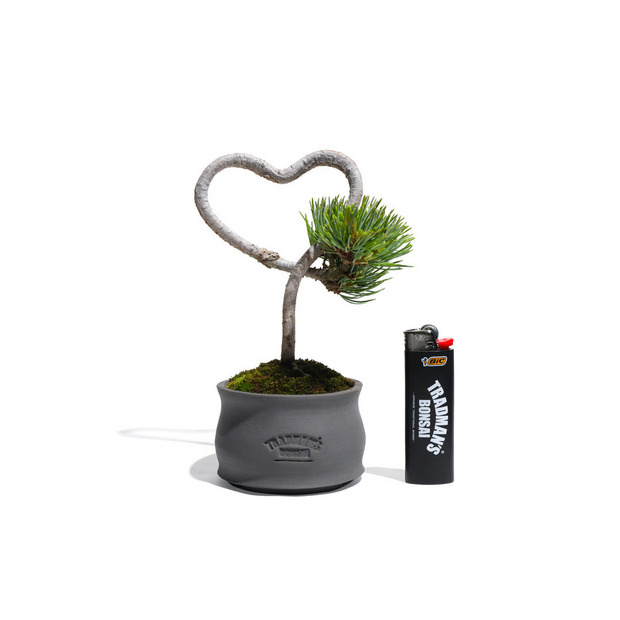 【HEART-SHAPED BONSAI】- 五葉松 - AM0001 詳細画像