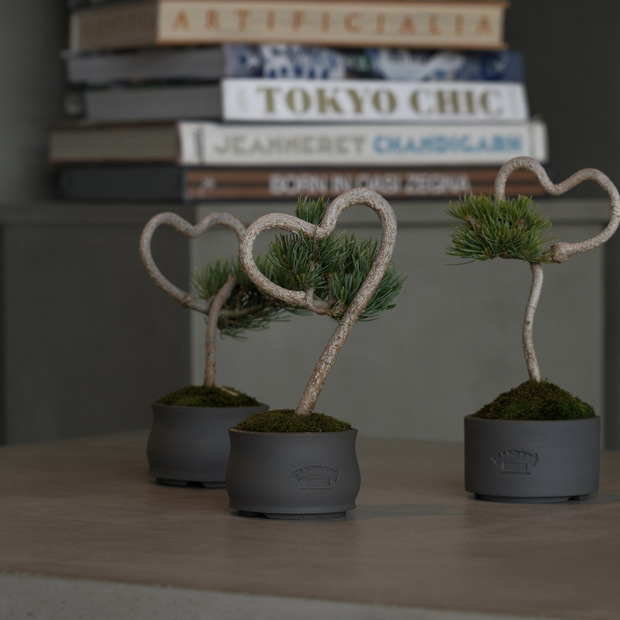 【HEART-SHAPED BONSAI】- 五葉松 - AM0001 詳細画像