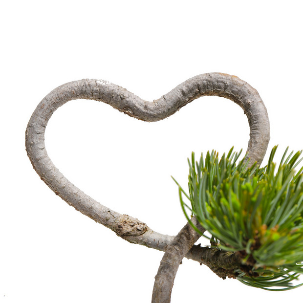【HEART-SHAPED BONSAI】- 五葉松 - AM0001 詳細画像