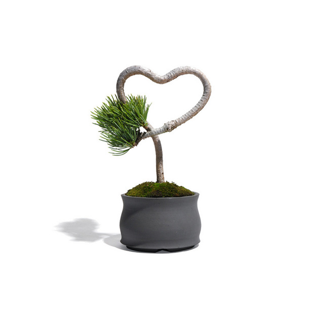 【HEART-SHAPED BONSAI】- 五葉松 - AM0001 詳細画像