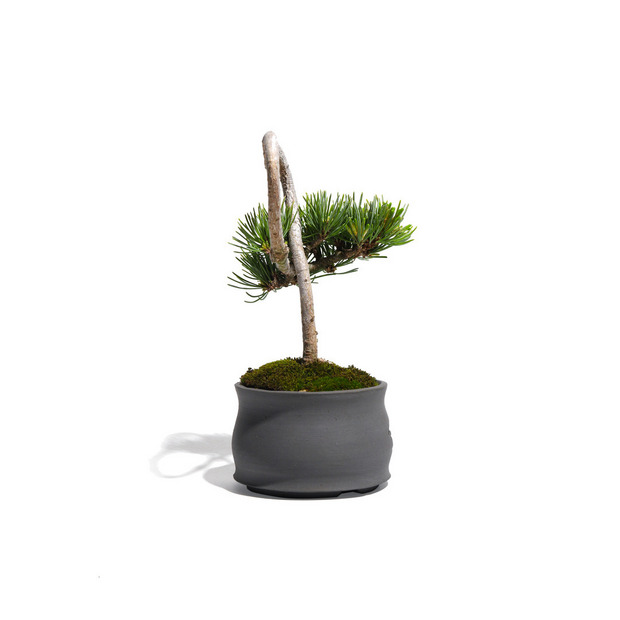 【HEART-SHAPED BONSAI】- 五葉松 - AM0001 詳細画像
