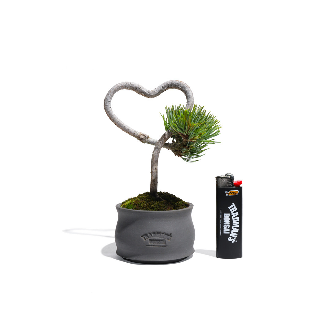 HEART-SHAPED BONSAI】- 五葉松 - AM0001｜TRADMAN'S BONSAI ONLINE